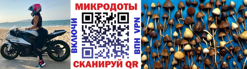 Купить  Севск  Псилоцибиновые грибы Cubensis 